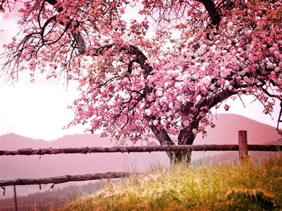 shutterstock_167693018 spring.jpg