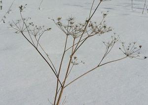 withered-plant-in-winter.jpg
