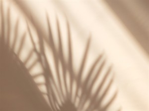 shutterstock_2156309969_Palm leaves shadow_Palmas lapu ēna.jpg