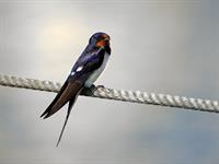 shutterstock_2444173391_swallow_bezdelīga.jpg