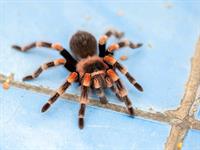 shutterstock_2503653455_tarantula_tarantuls.jpg