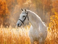 shutterstock_2040014405_white horse_balts zirgs.jpg