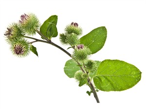 shutterstock_160345355_great burdock_lielā dadzene.jpg