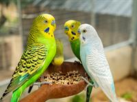 shutterstock_2493026161_parrot eating_papagaiļi ēd.jpg