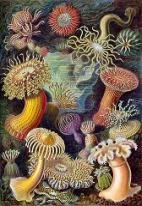 420px-Haeckel_Actiniae.jpg