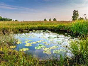 Shutterstock_1136913710_pond_dīķis.jpg
