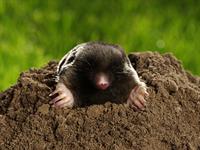 shutterstock_2486655241_mole_kurmis.jpg