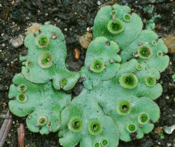 Marchantia polymorpha.png