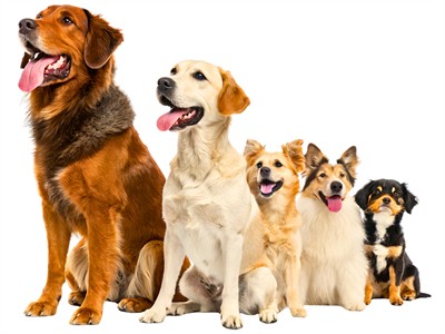 shutterstock_2723386223_different breeds of dogs_dažādas suņu šķirnes.jpg
