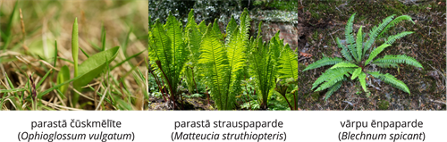 YCUZD_261014_6873_Augu sistēma_6.png