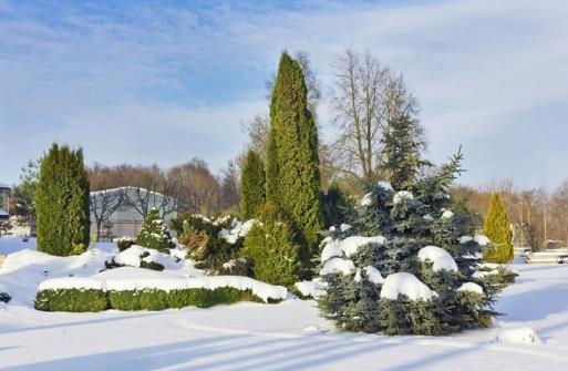 tuja-egle-darzs-ziema-sniegs-45544522.jpg