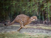 Shutterstock_774511255_cheetah running_leopards skrien.jpg