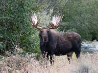 Shutterstock_2118162209_moose_alnis (1).jpg