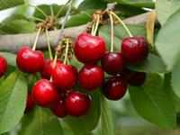 shutterstock_676636084_cherries on tree_ķirši kokā.jpg