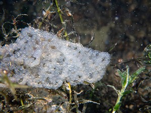 shutterstock_2636462689_fish egg cluster_zivs olas.jpg