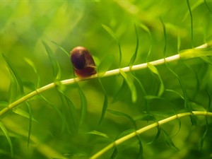 shutterstock_744815194_snail underwater_gliemezis zem ūdens.jpg