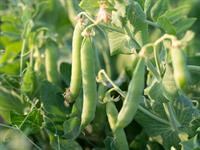 shutterstock_2461521179_peas_zirņi.jpg
