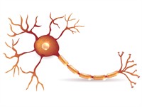 Shutterstock_645768565_neuron_neirons.jpg