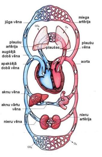 circulatory_system4578.JPG