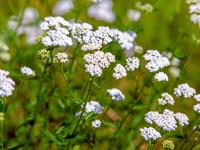 shutterstock_2518756907_yarrow_pelašķi.jpg