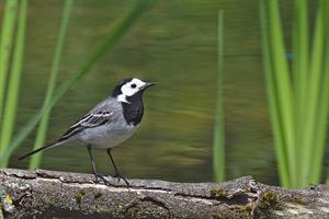 wagtail-pix.jpg