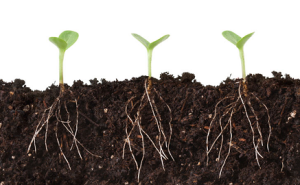 shutterstock-plant-roots.png