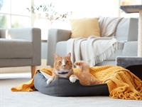 shutterstock_2391889635_cat bed_kaķa gulta.jpg