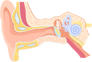 YCUZD_260513_human ear anatomy_cilvēka auss anatomija.png