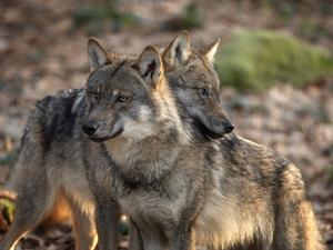shutterstock_2483195857_wolfs_vilki.jpg