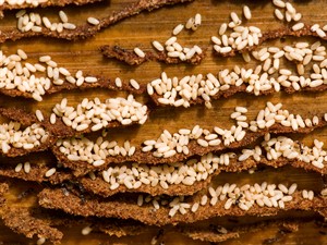 shutterstock_21780661_ants eggs_skudru olas.jpg
