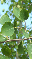 populus tremul88a 400.png