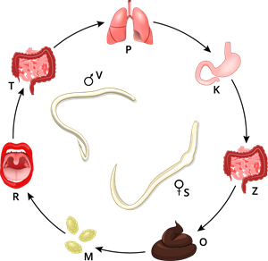 YCUZD_230725_5389_cērmes dzīves cikls_ar burtiem.png