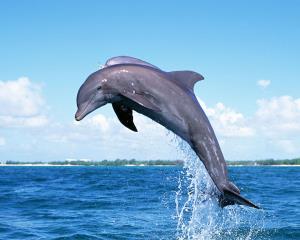 dolphin-01.jpg