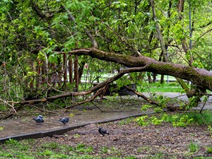 shutterstock_2626584375_Aftermath of a storm_Negaisa un vētras sekas.jpg