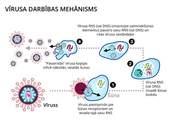 YCUZD_240207_6016_vīrusa darbības mehānisms.jpg