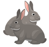 rabbits.png