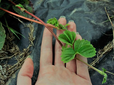shutterstock_1176969901_strawberry strings_zemeņu stīga.jpg