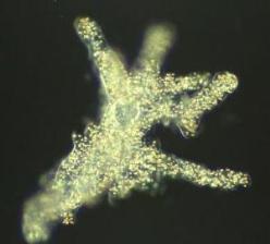 amoebaproteus.jpg