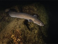 shutterstock_2474965527_European eel_eiropas zutis.jpg