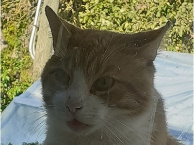 Līva Romualda Bērze