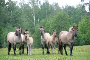 savvalas zirgi  Maurinos.JPG