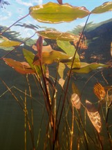 Shutterstock_2494355027_broad-leaved pondweed_glīvene peldošā.jpg