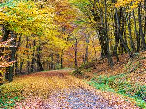 shutterstock_2026783559_autumn forest_mežs rudenī.jpg