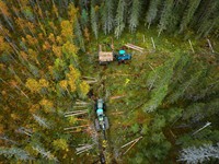 shutterstock_2686626063_Timber harvesting in a forested area_Meža izvešana ar tehniku.jpg