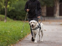 shutterstock_2437726063_Blind woman walking with a guide dog_Akla sieviete staigā ar suni pavadoni.jpg