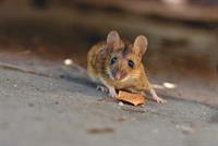 house-mouse-pix.jpg