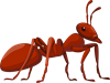 YCUZD_240816_6535_ant_skudra.png