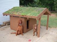 21  080303 DoghouseGreenRoof.jpg