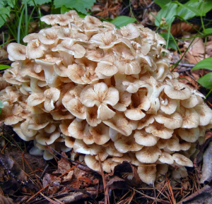 P. umbellatus side situ.png