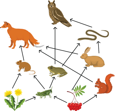 Barības tīkls.png